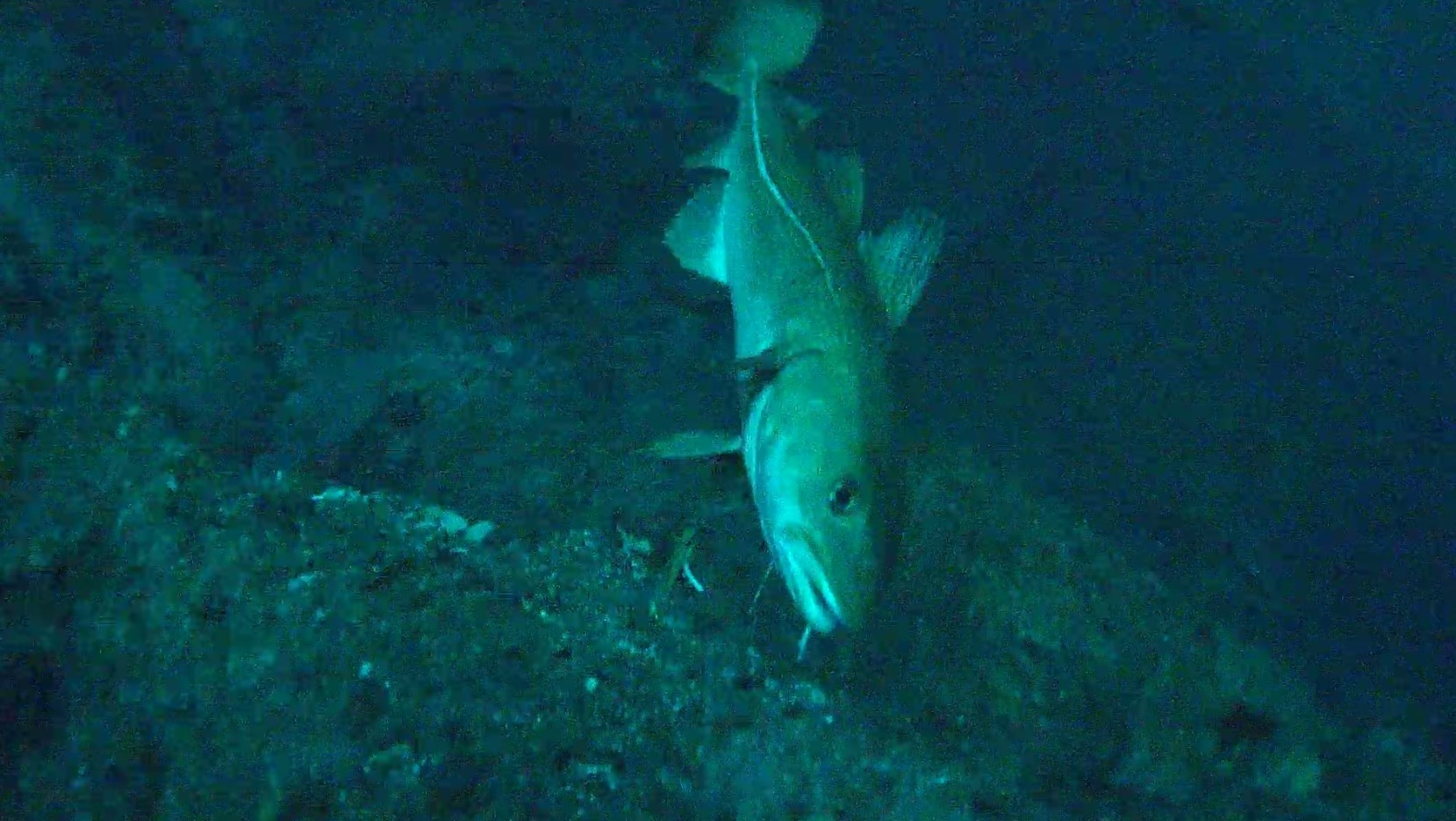 Video: Unterwasseraufnahmen Nordatlantik